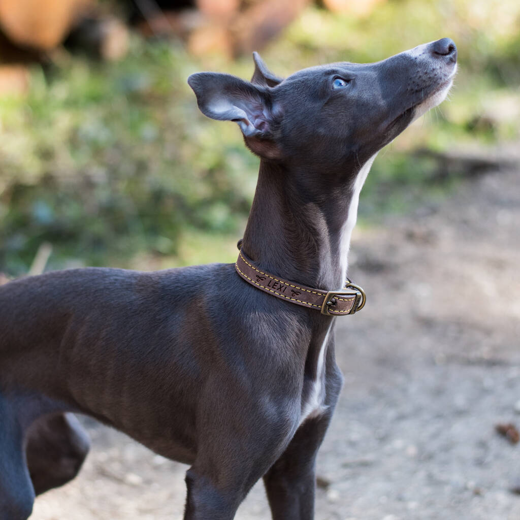 Personalised Leather Dog Collar Swirl Design