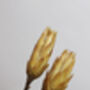 Large Dried Protea Magnifica Buds, thumbnail 4 of 4