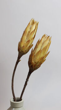Large Dried Protea Magnifica Buds, 4 of 4