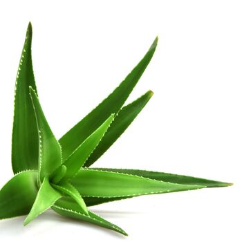 Aloe Vera Plant Medium Plant In 15cm Pot, 2 of 8