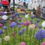 Handmade Bespoke Allium Garden Stake In Various Colors, thumbnail 6 of 6