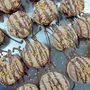 Salted Caramel Cookie Sandwich – Runny Caramel Centre, thumbnail 2 of 6