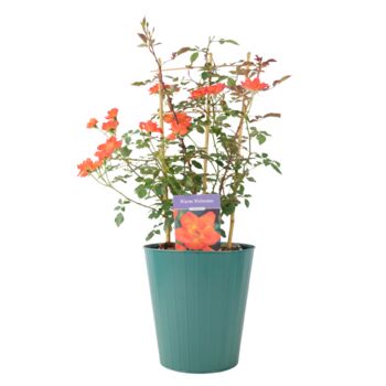 Warm Welcome Climbing Rose Pot, 3 of 5