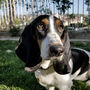 Funny Basset Hound Silhouette Dog Card, thumbnail 3 of 6