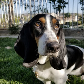 Funny Basset Hound Silhouette Dog Card, 3 of 6