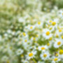 Herb Plants, Chamomile 'Roman' In A One Litre Pot, thumbnail 2 of 7