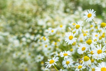 Herb Plants, Chamomile 'Roman' In A One Litre Pot, 2 of 7