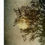 Misty Morning Memories, Limited Edition Print, thumbnail 2 of 3