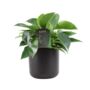 Philodendron White Wave – Indoor Plant 12cm, thumbnail 2 of 5