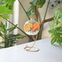 Diy Air Plant Terrarium Kit Hanging Terrarium Gift Orange Moss With Optional Gold Stand, thumbnail 2 of 6