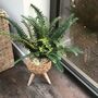 Large Boston Fern In Basket Weave Plant Stand, thumbnail 6 of 8