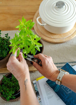 Hot Toddy Herb Collection, 5 of 10