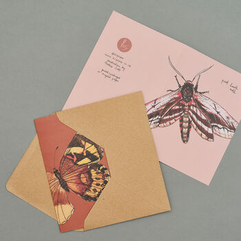 Handmade Greeting Card Privet Hawk Moth, Recycled Card, 5 of 6