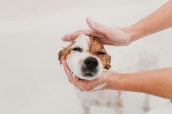 Be:Set Pet Shampoo Stack, 4 of 5
