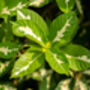 Houseplant Graptophyllum 'Caricature Plant' In 13cm Pot, thumbnail 2 of 5