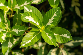 Houseplant Graptophyllum 'Caricature Plant' In 13cm Pot, 2 of 5
