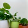 Vibrant House Plant Pot Gardening Gifts Lightweight Planter, thumbnail 5 of 7