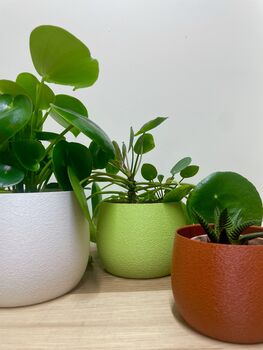 Vibrant House Plant Pot Gardening Gifts Lightweight Planter, 5 of 7