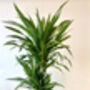 Dracaena 'Warneckii' Large Rare Houseplant, thumbnail 3 of 5