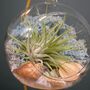 Diy Air Plant Terrarium Kit Hanging Terrarium Gift Light Blue Moss With Optional Gold Stand, thumbnail 2 of 7