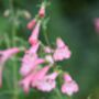 Penstemon 'Phoenix Apple Blossom' Three Plants 9cm Pots, thumbnail 2 of 3