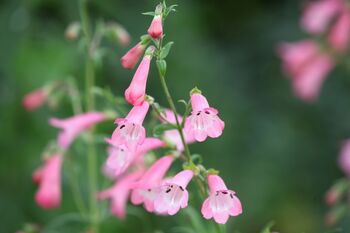 Penstemon 'Phoenix Apple Blossom' Three Plants 9cm Pots, 2 of 3