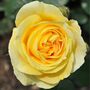 Rose Plant Floribunda 'Mountbatten' 5 L Pot Plant, thumbnail 1 of 6