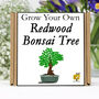 Gardening Gift. Grow Your Own Redwood Bonsai Tree, thumbnail 1 of 5