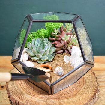 Black Geometric Terrarium Kit With Succulent, 5 of 11
