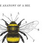 Anatomy Of A Bee Print, thumbnail 4 of 11