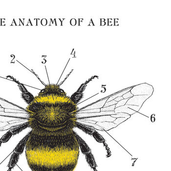 Anatomy Of A Bee Print, 4 of 11