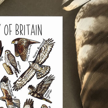 Birds Of Prey Of Britain Watercolour Postcard, 5 of 8