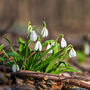 Snowdrop 'Galanthus Elwesii' Six X Spring Bulb Pack, thumbnail 3 of 4