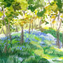 Bluebell Woods, thumbnail 3 of 4