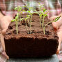 The Georgian Flowers Seed Bar, thumbnail 3 of 3