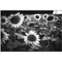 Sunflowers, Couziers, France Photographic Art Print, thumbnail 3 of 4
