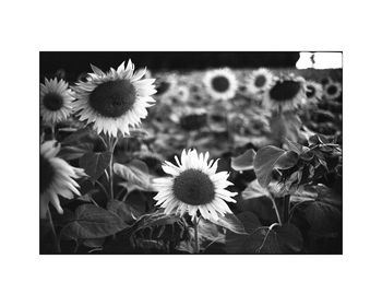Sunflowers, Couziers, France Photographic Art Print, 3 of 4