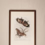 Framed Set Of Two Vintage Butterfly Art Prints, thumbnail 3 of 9