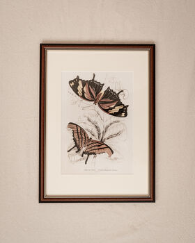Framed Set Of Two Vintage Butterfly Art Prints, 3 of 9