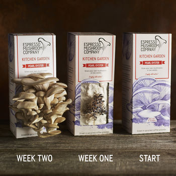 Pearl Oyster Grow Your Own Mushroom Kit, 5 of 9