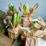 Wax Papered Fresh Hyacinth Bulbs, thumbnail 3 of 10