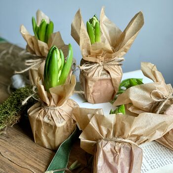Wax Papered Fresh Hyacinth Bulbs, 3 of 10
