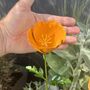 Californian Poppy Sculptures Set Of Three, thumbnail 3 of 4