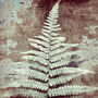 Ancient Fern Botanical Fine Art Print, thumbnail 2 of 3