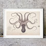Antique Octopus Illustration Print, thumbnail 1 of 3