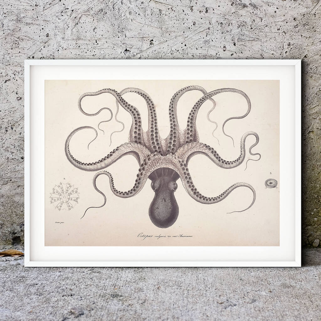 Antique Octopus Illustration Print, 1 of 3
