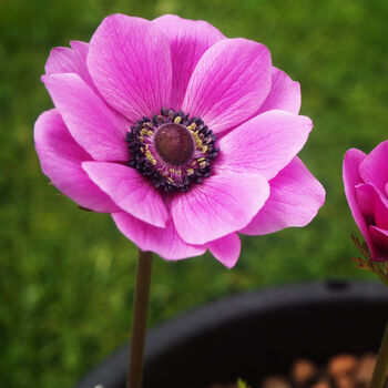 Spring Bulbs Anemone De Caen Six X Bulb Pack, 4 of 6
