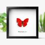 Blood Red Glider Insect Bug Moth Butterfly Box Frame Entomology Taxidermy Interior Design Modern Home Decor Wall Hanging Gift Ornament, thumbnail 1 of 3
