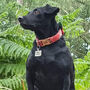 Charlie's Flame Harris Tweed Dog Collar, thumbnail 9 of 9