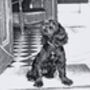 Vintage Style Crosshatch Illustration Of Your Pet, thumbnail 6 of 7